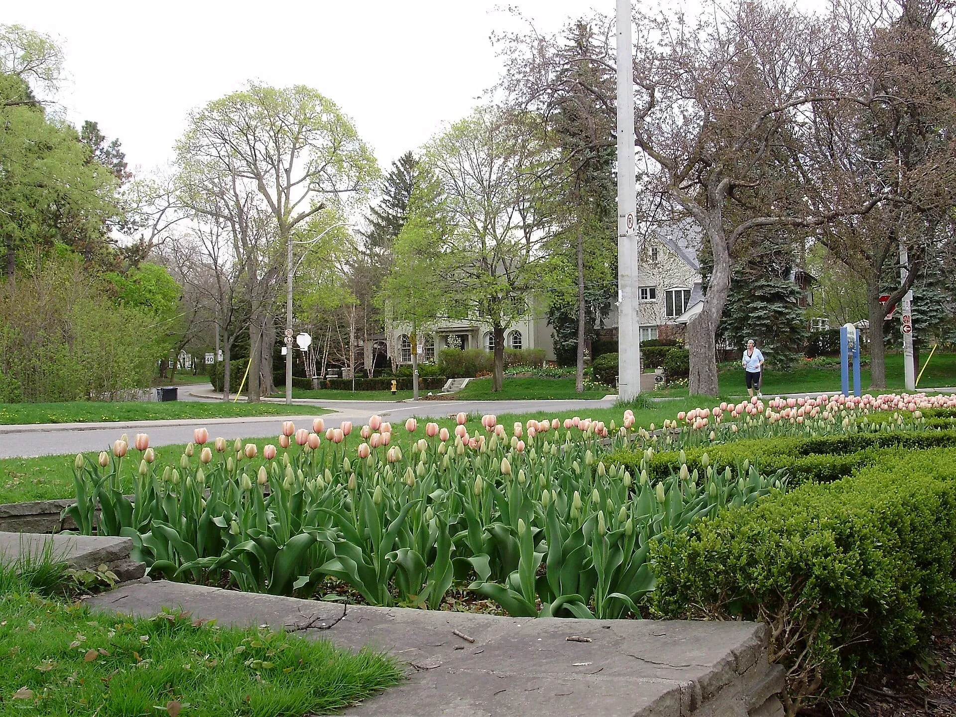 Tulips in the Alexander Muir Memorial Gardens looking toward St. Edmunds Drive on the edge of Lawrence Park, Toronto.